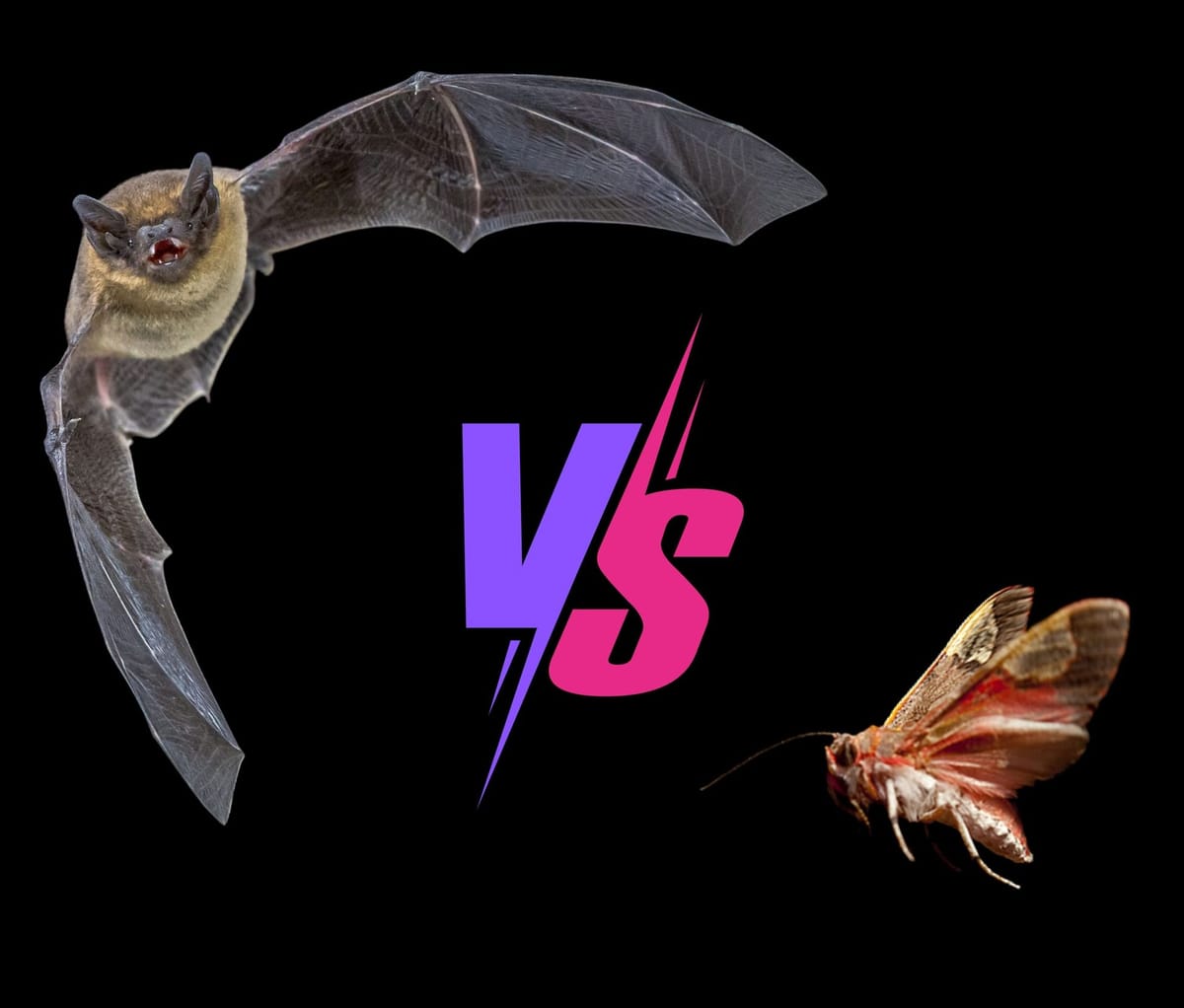 Guerra biológica: carrera armamentística entre especies #1. Jamming biológico: interferencia ultrasónica en la coevolución murciélago–polilla.