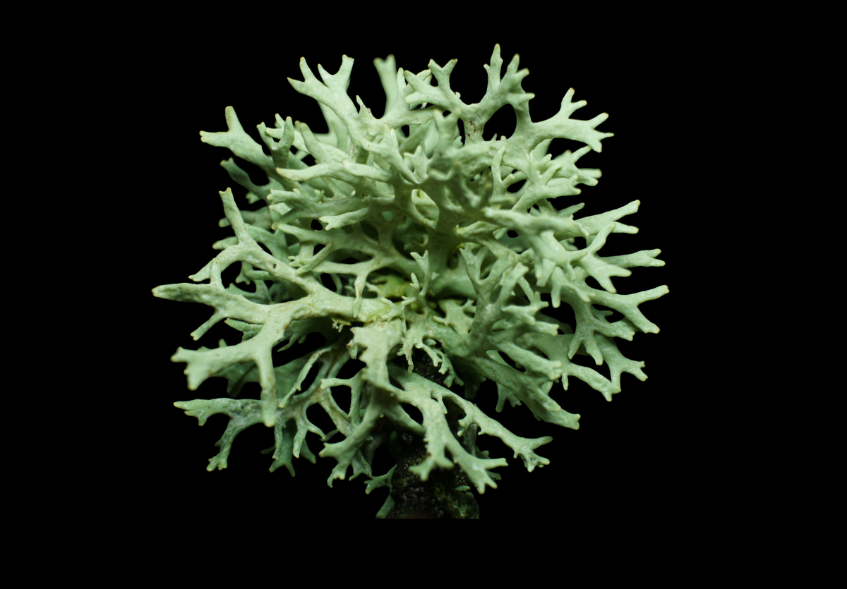 Supervivencia en equipo #1. Líquenes.