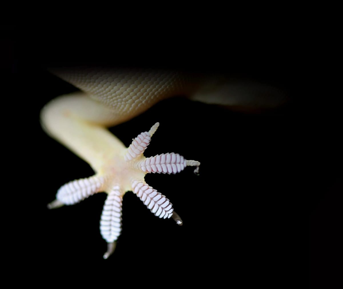 Biomimética: el arte de imitar a la naturaleza