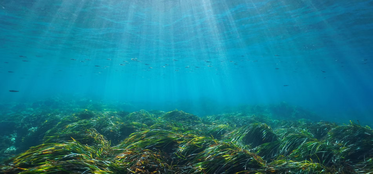 Lo que parece “suciedad” en la playa es Posidonia oceanica, y es clave en el Mediterráneo