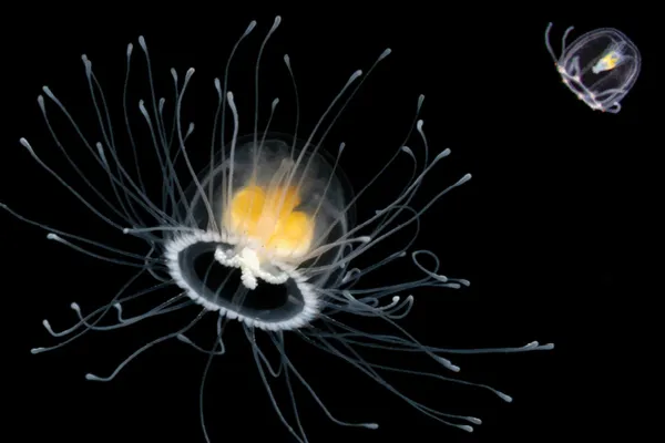 Animal datasheet #2: Medusa "inmortal" (Turritopsis dohrnii)