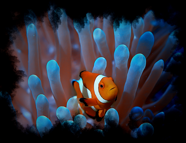 Supervivencia en equipo #2. Pez payaso y anémona marina.